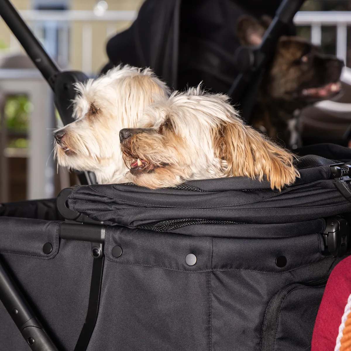 Two dogs looking out of the carrycot of a MOON Dog buggy side by side