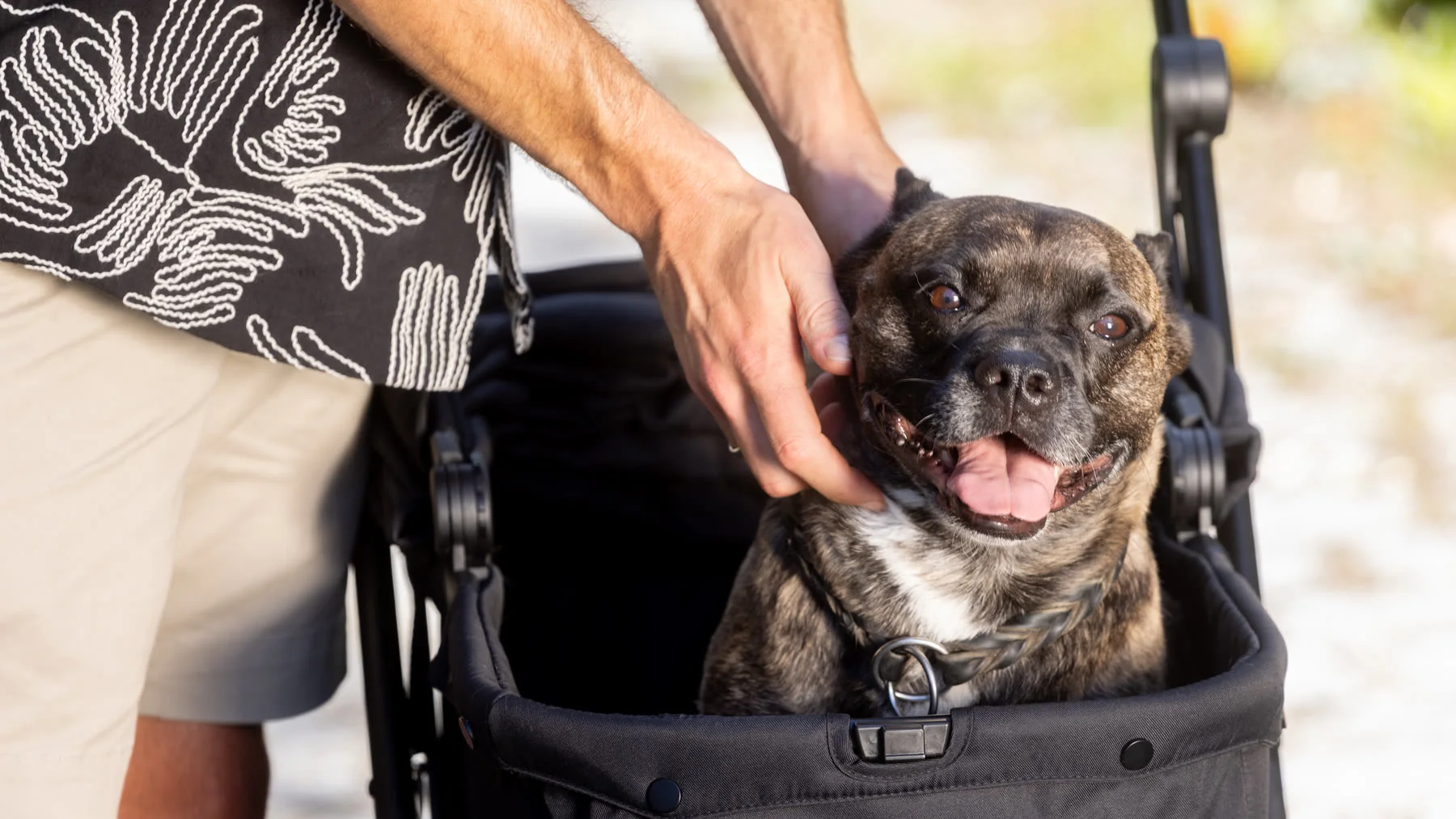 Owner stroking his French Bulldog sitting in the MOON Dog dog buggy — out and about when the dog can no longer walk far