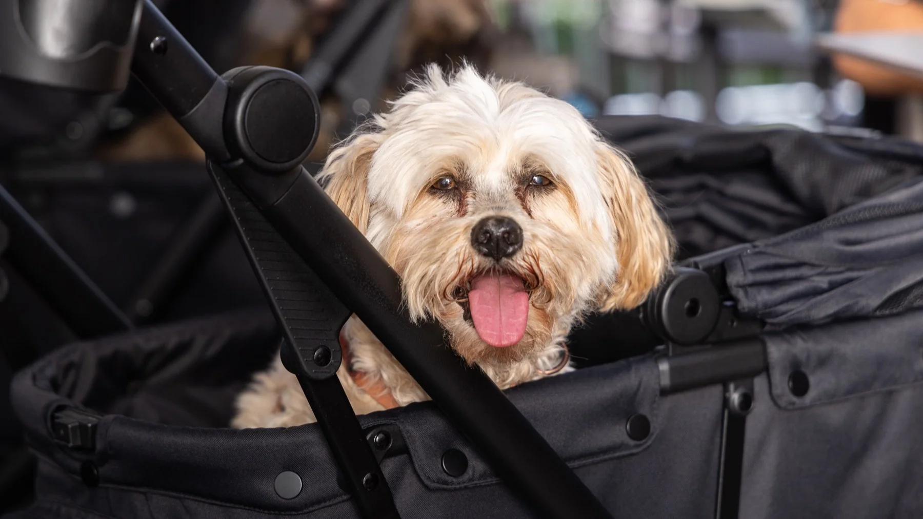 Kleiner Hund mit hellem Fell schaut aus dem MOON Dog Hundewagen