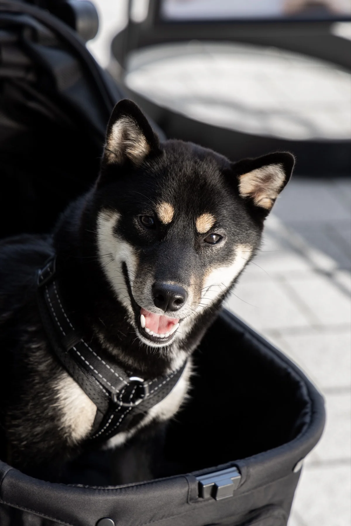 Shiba Inu wearing a harness sitting upright in the bed of the MOON Dog City dog buggy